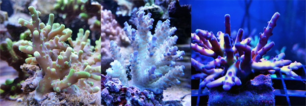 An Ultra-Low-Nutrient System for Acropora and other SPS | Reef Builders ...