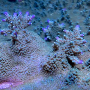 Moving a Huge Colony of Acropora efflorescens [Video] | Reef Builders ...