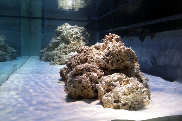 coral sand for freshwater aquarium