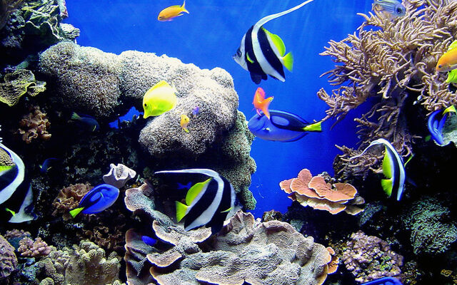 Tag: aquascape | Reef Builders | The Reef and Saltwater Aquarium Blog