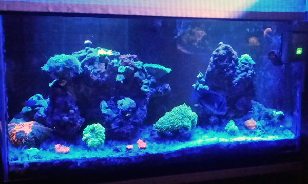 The appearance of an LPS coral at depth with natural and artificial  lighting, Reef Builders