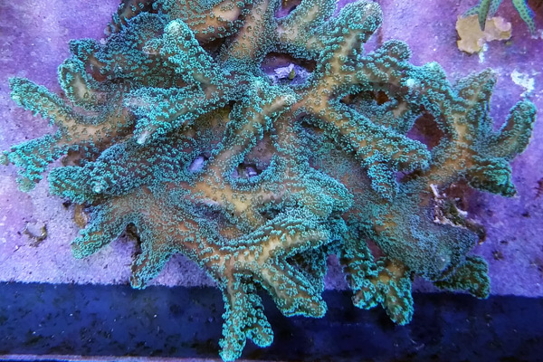 https://reefbuilders.com/wp-content/blogs.dir/1/files/2020/06/beginner-sps6.jpg