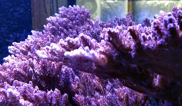 Acropora Coral Care Guide - A Beginners Guide – Reefco Aquariums