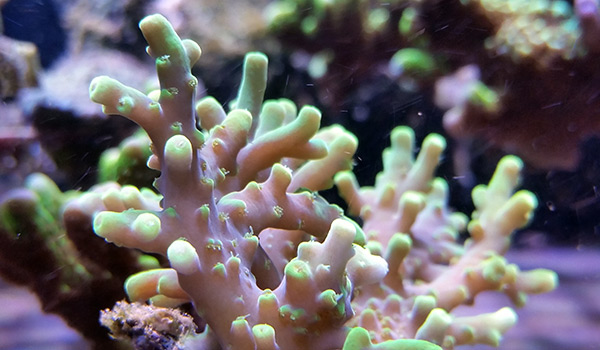 Acropora for Beginners | Reef Builders | The Reef and Saltwater ...