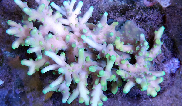 Acropora for Beginners | Reef Builders | The Reef and Saltwater ...