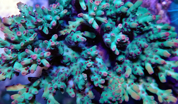 Acropora for Beginners, Reef Builders