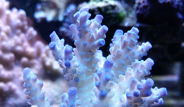 Indonesian Acropora tenuis has been renamed Acropora bifaria