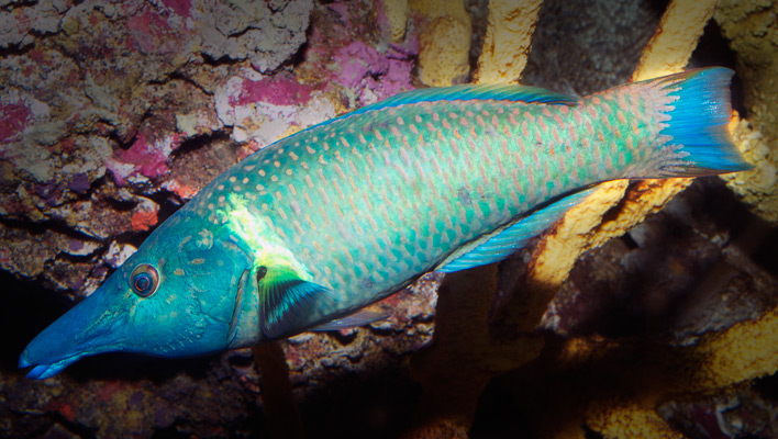 Gomphosus varius: This Wrasse is for the Birds! | Reef Builders | The