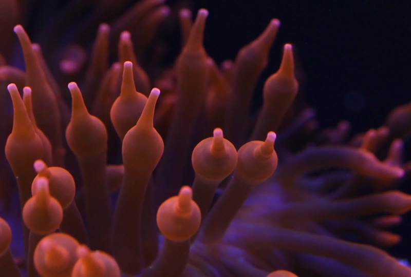 The indomitable Red Bubble Anemone | Reef The Reef and Saltwater Aquarium Blog