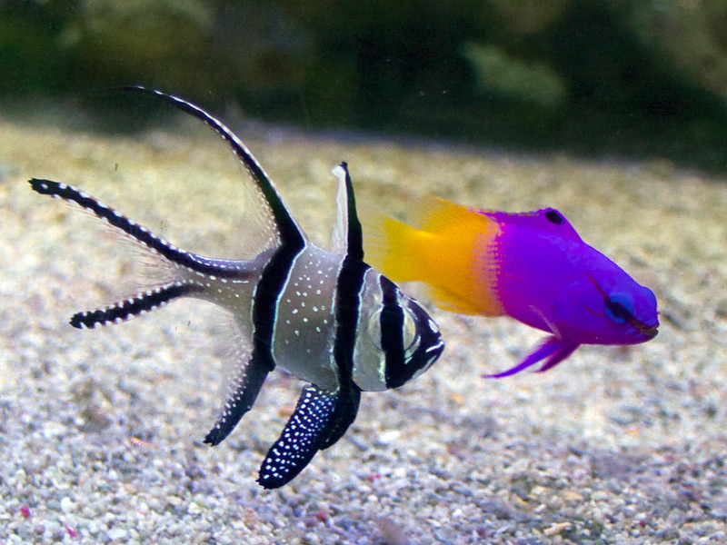 saltwater tropical fish