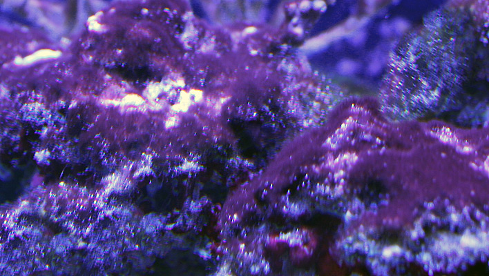 cyanobacteria aquarium