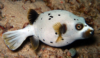 are dog face puffers reef safe