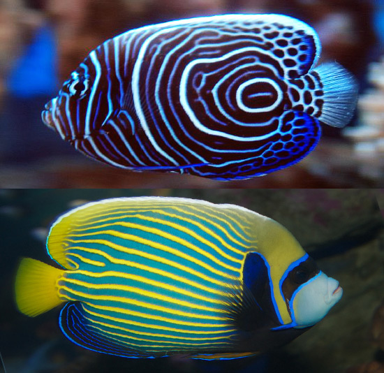 juvenile queen angelfish