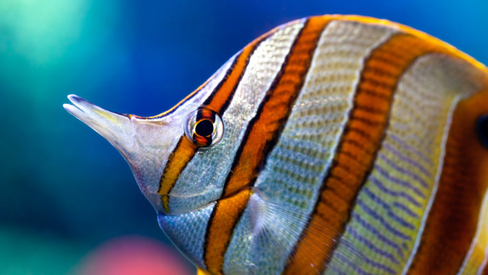 How Long Can Marine Fish Go Without Food? | Reef Builders | The Reef and Saltwater Aquarium Blog