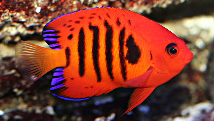 Flame Angelfish Heavenly Beauty With A Touch Of Devilishness Reef 