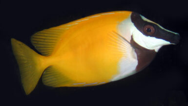 The Hardy, Handsome, Largely Herbivorous Foxface Rabbitfish | Reef ...