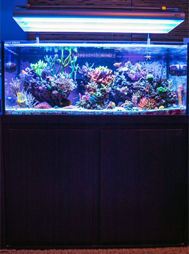 Josh's SPS Dominated 60 Gallon Reef Tank 