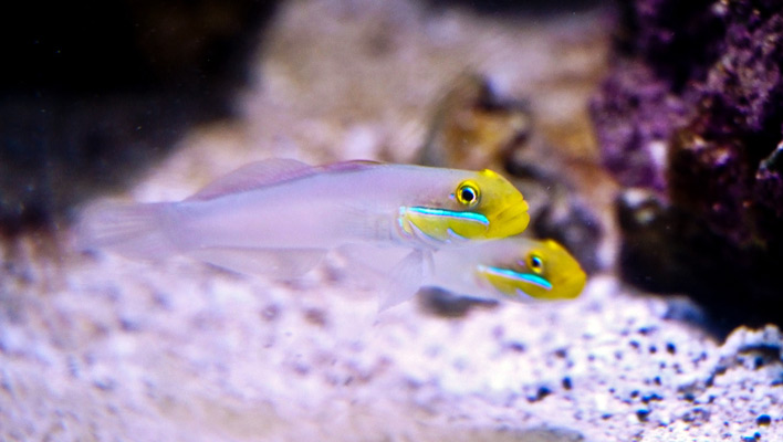 Yellowheaded Sleeper Goby: A Fascinating but Challenging Sand