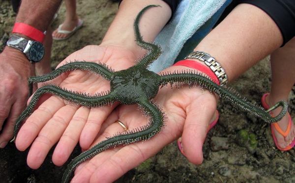 green sea star