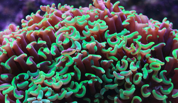 The Hammer Coral: A Sizeable Stinger with Showpiece Potential