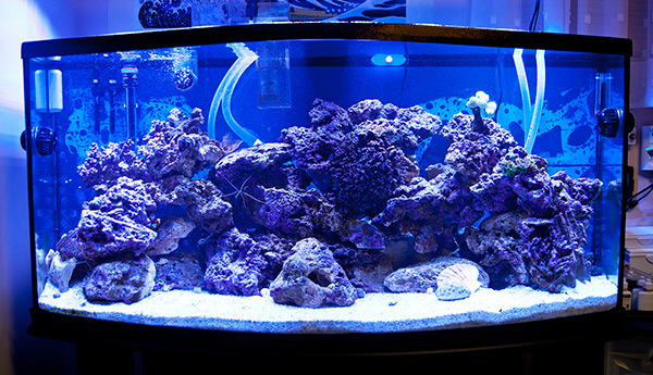 Crystal clear saltwater aquarium water using a power head 