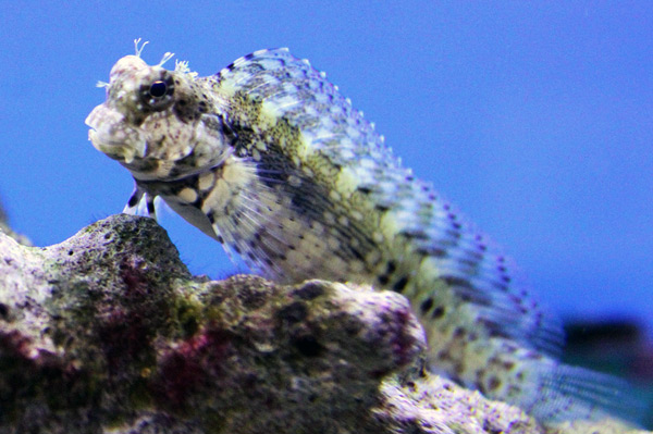 The Lawnmower Blenny a Funny Fascinating Fish of Unpredictable