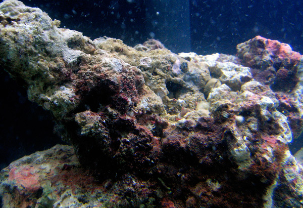 Can Live Rock Be Added Directly To An Established Marine Aquarium Reef Builders The Reef And Saltwater Aquarium Blog