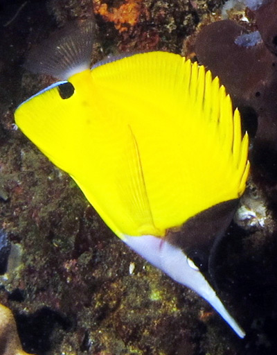 yellow longnose butterflyfish