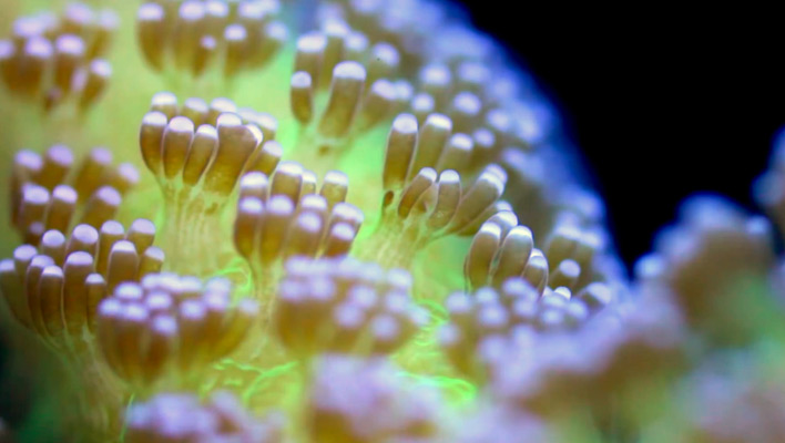 How to: Take Extreme Macro Coral Photos | Reef Builders | The Reef and ...