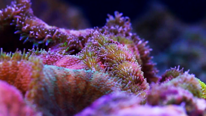 Mini Maxi Spawning at Tidal Gardens | Reef Builders | The Reef and ...
