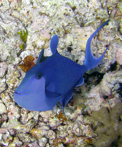 Niger triggerfish clearance care