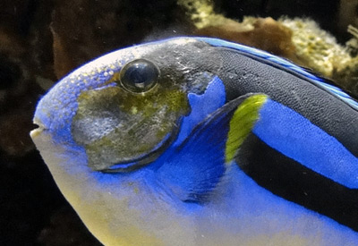 How to Beat Those Pacific Blue Tang Blues | Reef Builders | The Reef