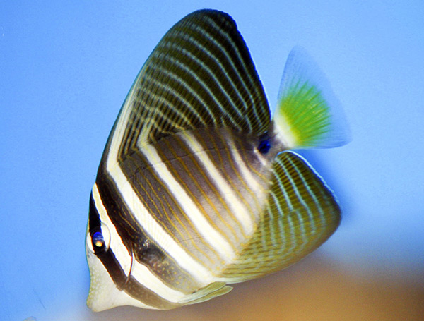 Sailfin tang hot sale care