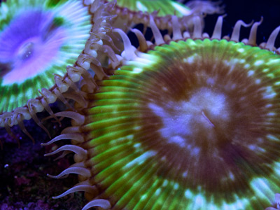 Zoanthids vs Palythoa Identification | Reef Builders | The Reef and ...