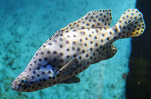 Panther Grouper Facts / Panther Grouper Care Cromileptes Altivelis Saltwater Aquarium Blog