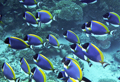 baby powder blue tang