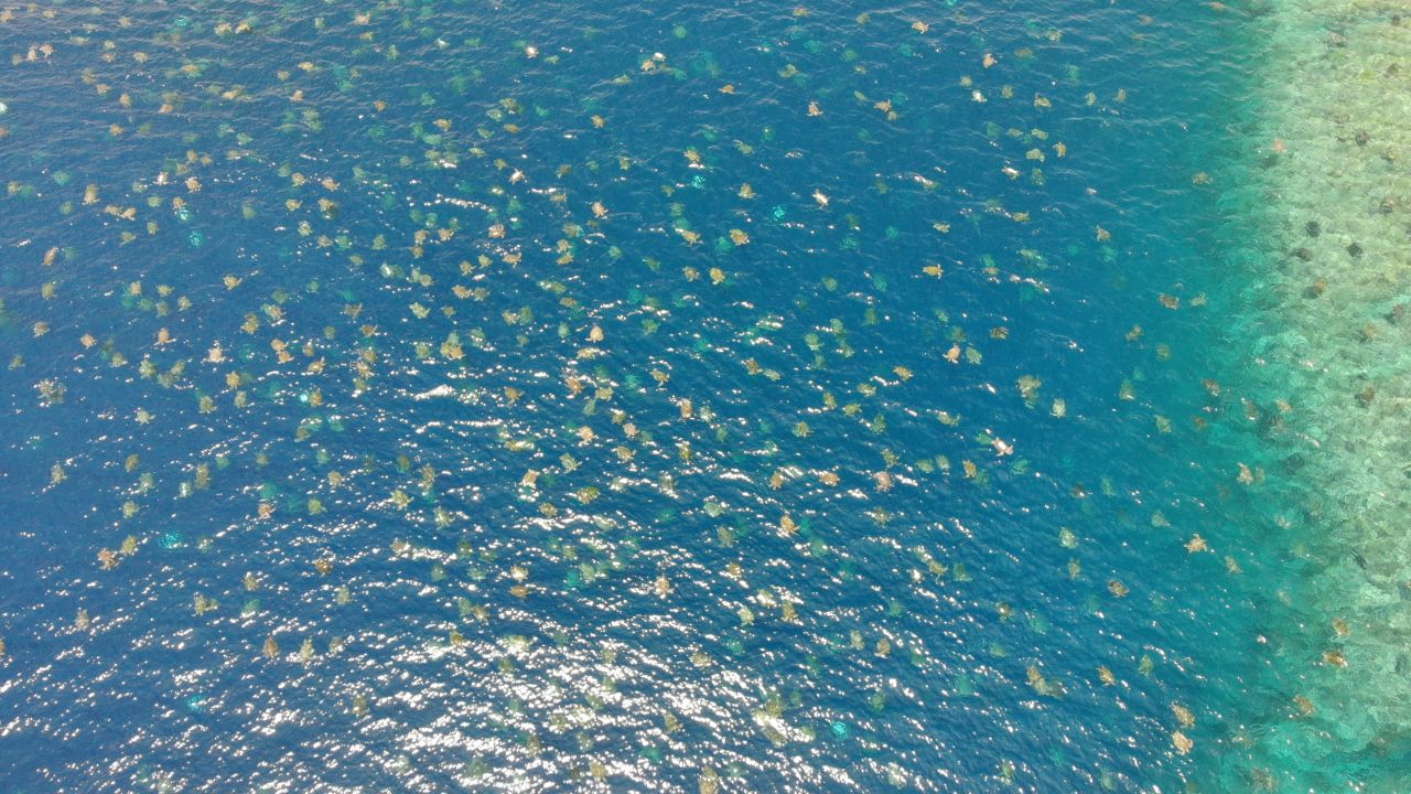64,000 Sea Turtles Recorded Off The Coast of Australia Reef Builders