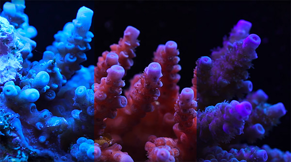 Reef Lighting and Coral Aesthetics | Reef Builders | The Reef and ...