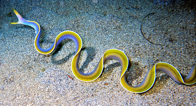 ribbon-eel3.jpg