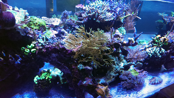 Tank Profile: Roy Seine’s Alluring 312-Gallon Reef | Reef Builders ...