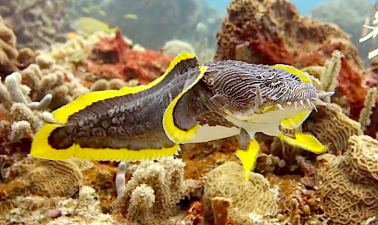 Splendid Toadfish Seen Dancing at Potential Prey