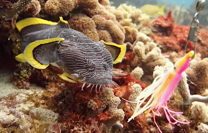 Splendid Toadfish Seen Dancing at Potential Prey, Reef Builders