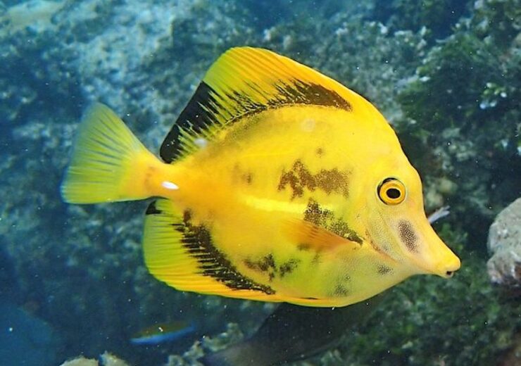 Tag yellow scopas tang Reef Builders The Reef and Saltwater