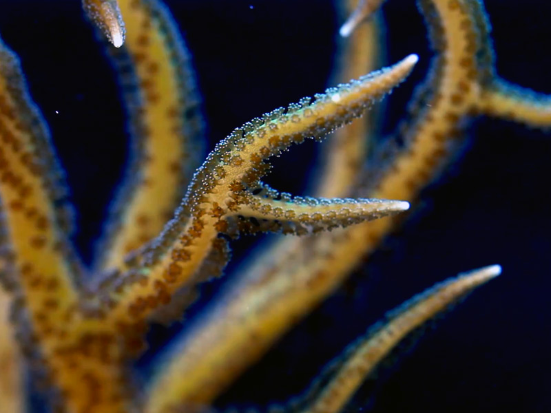 birdsnest coral lighting