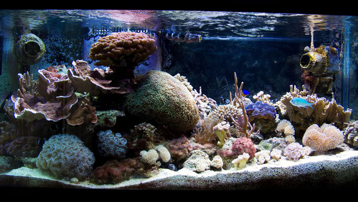The Long and Short of Marine Aquarium Tank Shape
