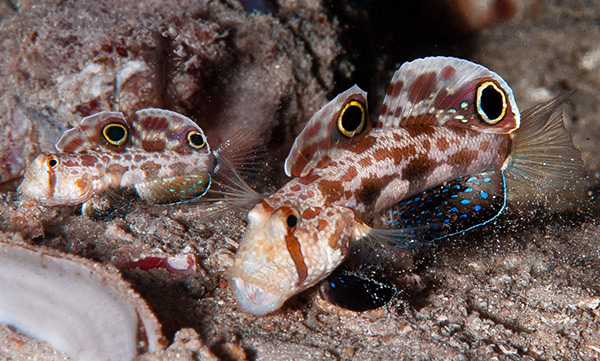 Sand Sifter Fish