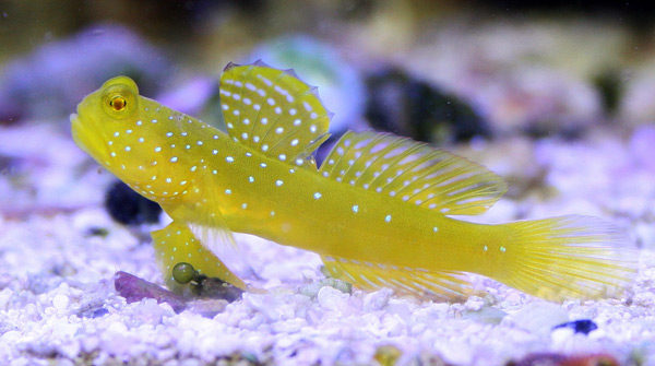 watchmen blue spot goby