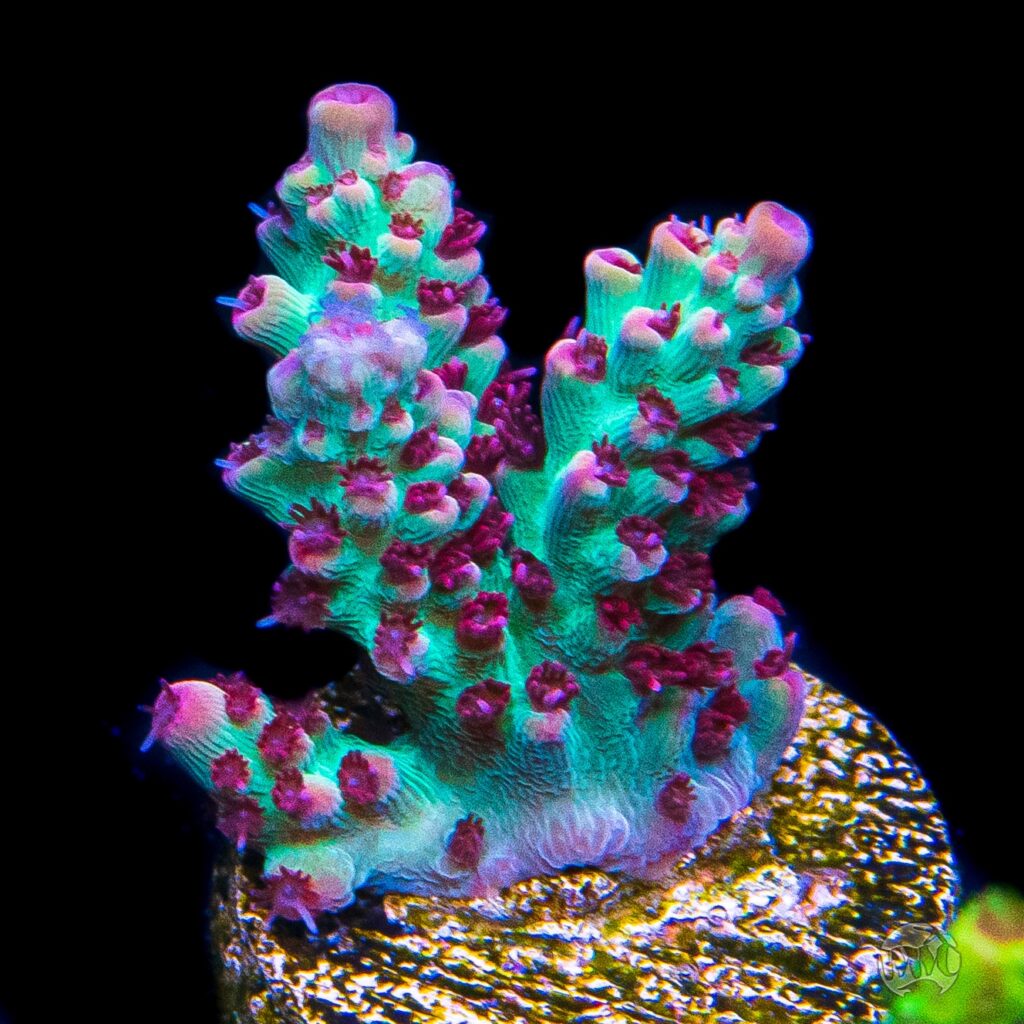 World Wide Corals 13th Anniversary Live Sale! | Reef Builders | The ...