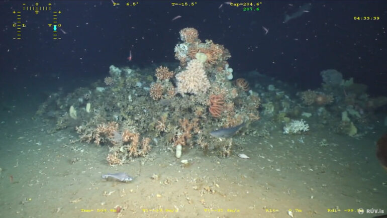 A Glimpse Into Cold Water Coral Reefs Around Iceland | Reef Builders ...