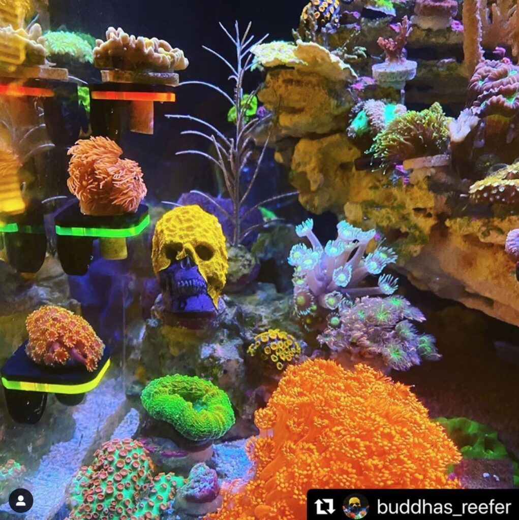 CoralOne GLO Edition Solo Frag Racks from Oceanbox Designs